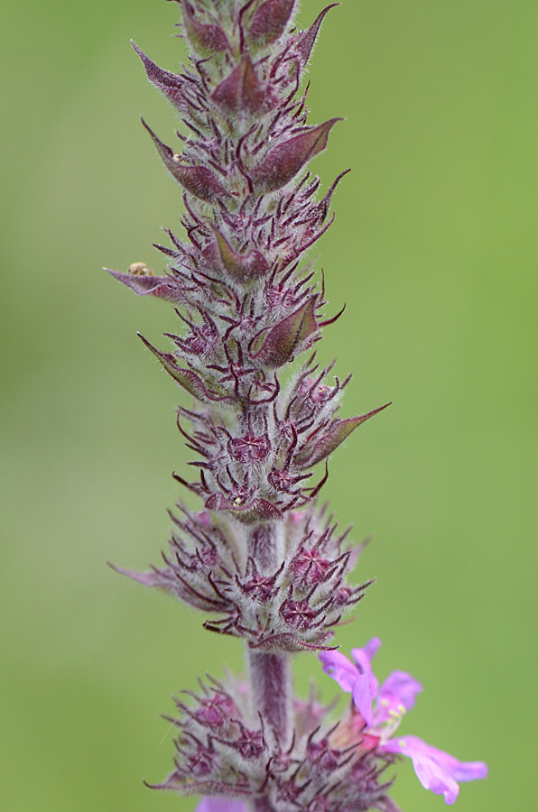 Lythrum salicaria / Salcerella comune